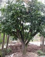un albero in crescita di Phellodendron chinense Schneid.