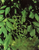 bacche e foglie verdi di Phellodendron chinense Schneid.