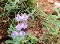 Plantes fleuries de Scutellaria amoena C.H.Wrignt. avec six fleurs lilas