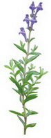 dessin de Scutellaria amoena C.H.Wrignt., fleurs violettes