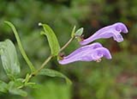 plante à fleurs de Scutellaria amoena C.H.Wrignt. avec deux petites fleurs lilas