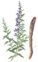dessin de Scutellaria baicalensis Georgi, plante à fleurs et racine