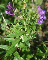Plante fleurie de Scutellaria baicalensis Georgi avec des fleurs violettes