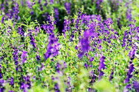 plantes fleuries de Scutellaria baicalensis Georgi avec de nombreuses fleurs violettes poussent dans un champ ensoleillé