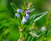 plante fleurie partie supérieure de Scutellaria lateriflora avec des fleurs lilas