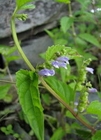 une plante fleurie de Scutellaria lateriflora avec de petites fleurs lilas