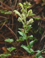 une plante à fleurs jaunes de Scutellaria likiangensis Diels