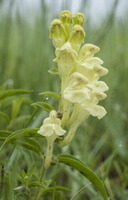 plante à fleurs de Scutellaria viscidula Bunge. avec des fleurs jaune clair