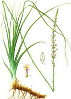 un dessin d Anemarrhena asphodeloides Bge,rhizome,tige et feuilles,épis de fleurs,pétales et graines