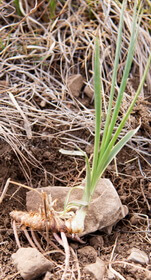 une plante de Anemarrhena asphodeloides Bunge,avec rhizome frais et racine