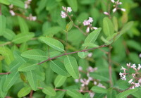 piante fiorite di Apocynum venetum L., con piccoli fiori rosa