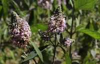 Buddleja officinalis Maxim