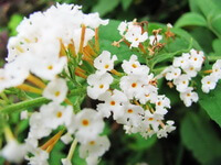 flowering plant of Buddleja officinalis Maxim,with small white flowers