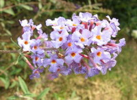flowers of Buddleja officinalis Maxim grow in a cluster