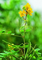 a flowering plant of Cassia obtusifolia L.,with yellow flowers