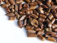 a pile of Cassia Seed