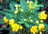 flowering plants of Cassia tora L.,with yellow flowers