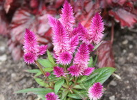 a flowering plant of Celosia argentea L,with several pink flowers