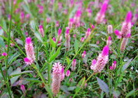 piante in crescita di Celosia argentea L, un grappolo di piante fiorite cresce in campo con spighe di fiori rosa