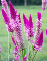 I fiori rosa-viola di Celosia argentea L crescono sulle punte degli steli