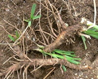 Rhizomes frais et racines d Anemarrhena asphodeloides Bge.