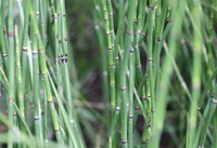 Equisetum hiemale L