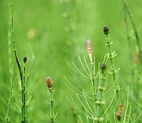 parte superiore di una pianta di Equisetum hiemale L con piccole spighe che cresce in un campo