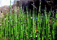 spicchi verdi di Equisetum hiemale L in un grappolo
