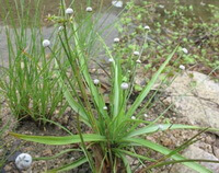 flowering plants of Eriocaulon beurgerianum Koern with small white flowers grow at riverside