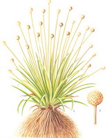 a drawing of Eriocaulon beurgerianum Koern,whole plant with roots,flowers and petals