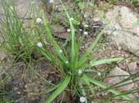 flowering shrubs of Eriocaulon beurgerianum Koern grow at river side