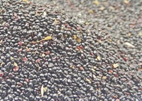 a pile of Feather Cockscomb Seed