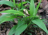 growing shrubs of Lophatherum gracile Brongn with green leaves grow in a field