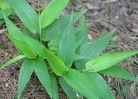 growing shrubs of Lophatherum sinense Rendle.