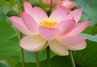 flowering plant of Nelumbo nucifera Gaertn.,with one pink lotus flower