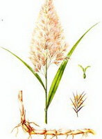 a drawing of Phragmites communis,plant and herb with root and flower petals