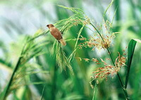 flowering plant of Phragmites communis with spikes and a bird