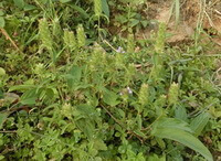 a cluster of flowering Prunella Vulgaris with green flower spikes
