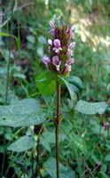 a flowering plant of Prunella Vulgaris with a pink bloosom
