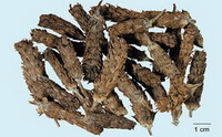 dried herb spikes of Prunella Vulgaris