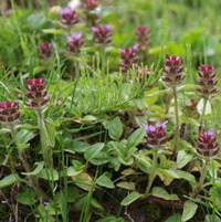 a cluster of flowering Prunella Vulgaris with red flower spikes