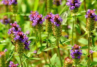 plants of Prunella vulgaris L grow in a cluster with small purple flowers