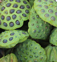 several fresh green lotus seedpods with many seeds inside