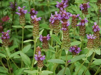 flowering plants of Prunella asiatica Nakai grow in a cluster