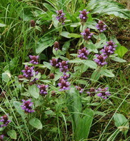 flowering plants of Prunella asiatica Nakai grow in a field,with purple flowers