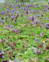 flowering plants of Prunella grandiflora growing in a field with liliac flower spikes