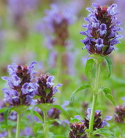 flowering plants of Prunella grandiflora with liliac flower spikes