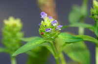 a flowering plant of Prunella hispida Benth with liliac spike