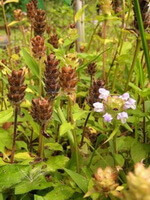 flowering plants of Prunella hispida Benth grow in a field