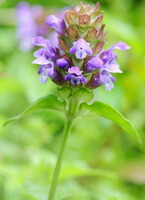 a purple flower of Prunella vulgaris L.